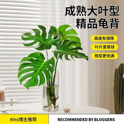 老桩大叶龟背竹开背盆栽水培网红北欧除甲醛室内客厅绿植净化空气