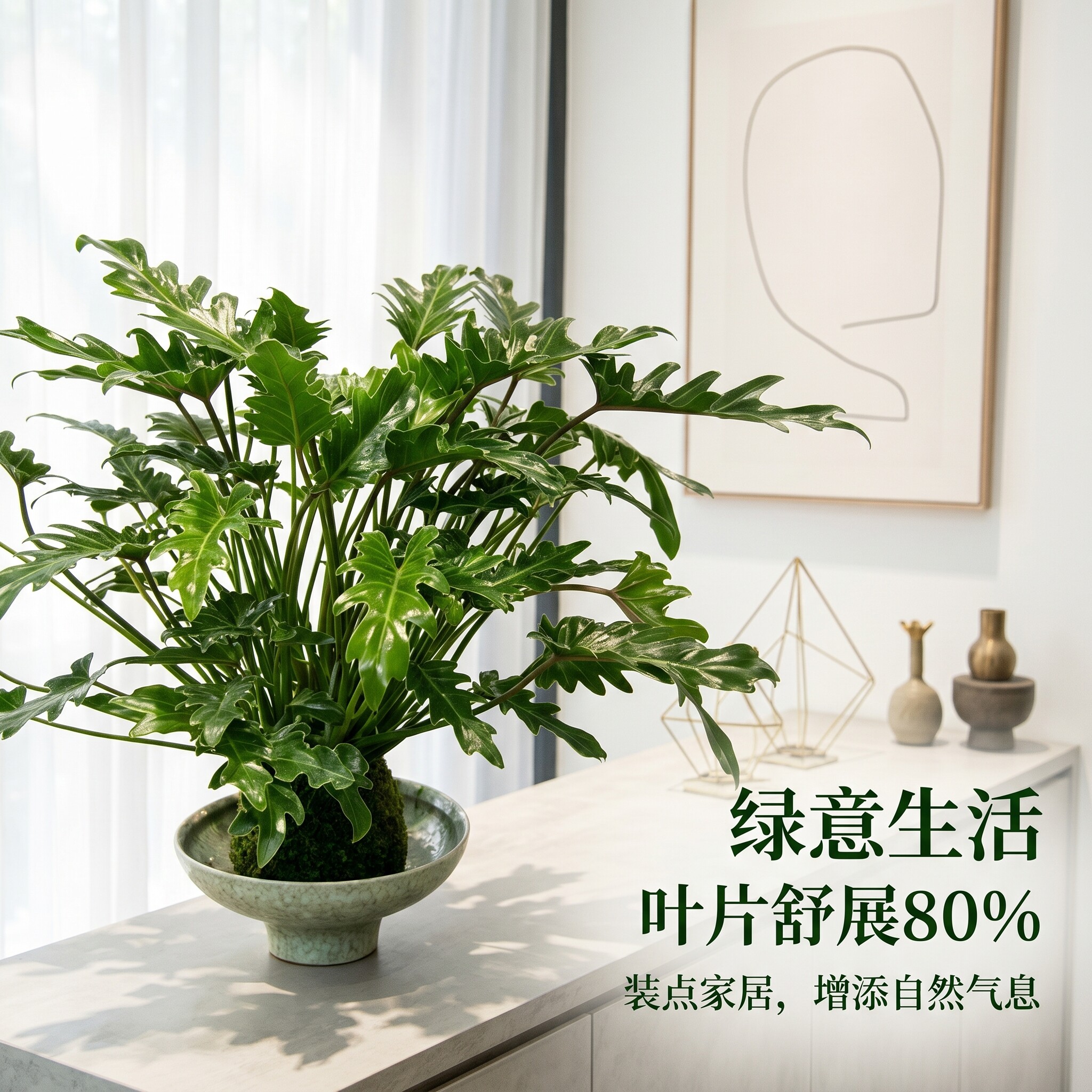 苔藓球小天使盆栽蔓绿绒绿植老桩造型室内办公客厅前台桌面植物