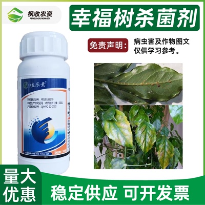 幸福树白粉病杀菌剂专用药黄叶枯叶卷叶落叶叶斑黑斑病霜霉炭疽病