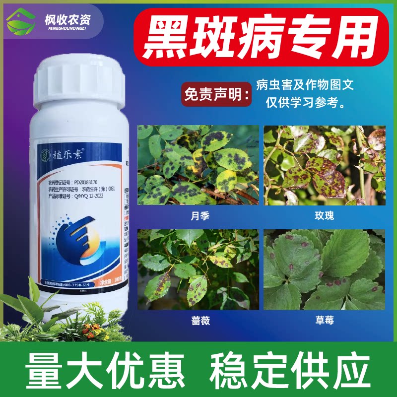 月季黑斑病月季花病虫害常用药玫瑰蔷薇花卉叶子发黄叶斑病专用药