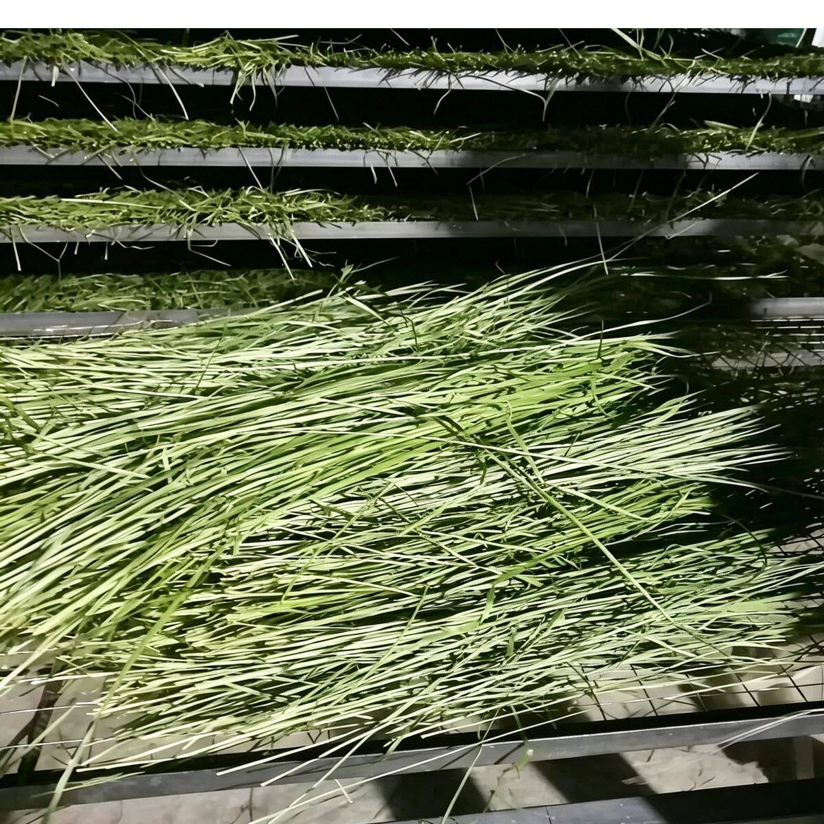 2026年包邮提摩西干草燕麦草黑麦龙猫兔子荷兰猪豚鼠牧草