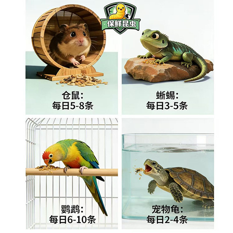 爬宠保鲜昆虫面包虫蟋蟀油葫芦蜥蜴乌龟仓鼠寄居蟹蜘蛛黄粉虫饲料