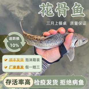 四川花骨鱼苗土凤鱼苗花吉勾花麻嫩季骨郎鸡骨郎鱼养殖名优特种鱼