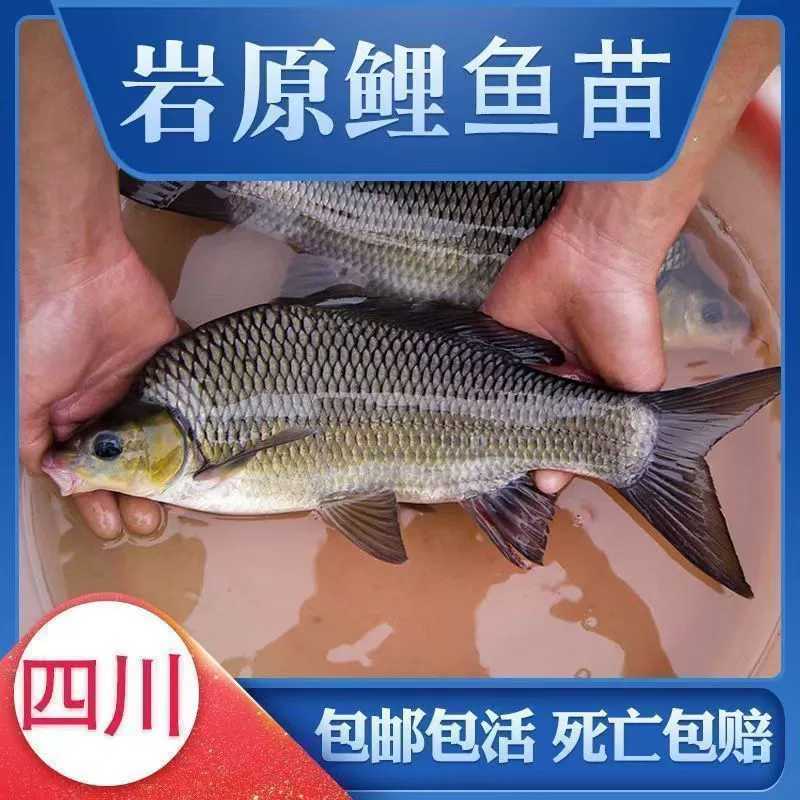 四川黄金鲤鱼苗黄河大鲤鱼特大鲤鱼稻田鲤鱼苗鲜活养殖可食用鲫鱼