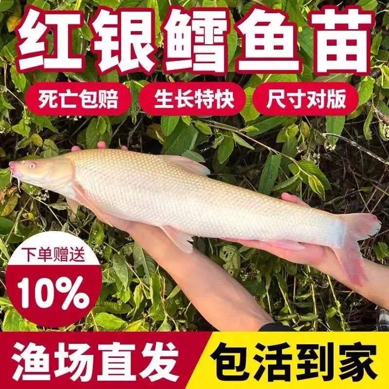 重庆红眼银鳕鱼苗淡水鱼苗养殖食用白子招财龙大鳞水观赏鱼食用鱼
