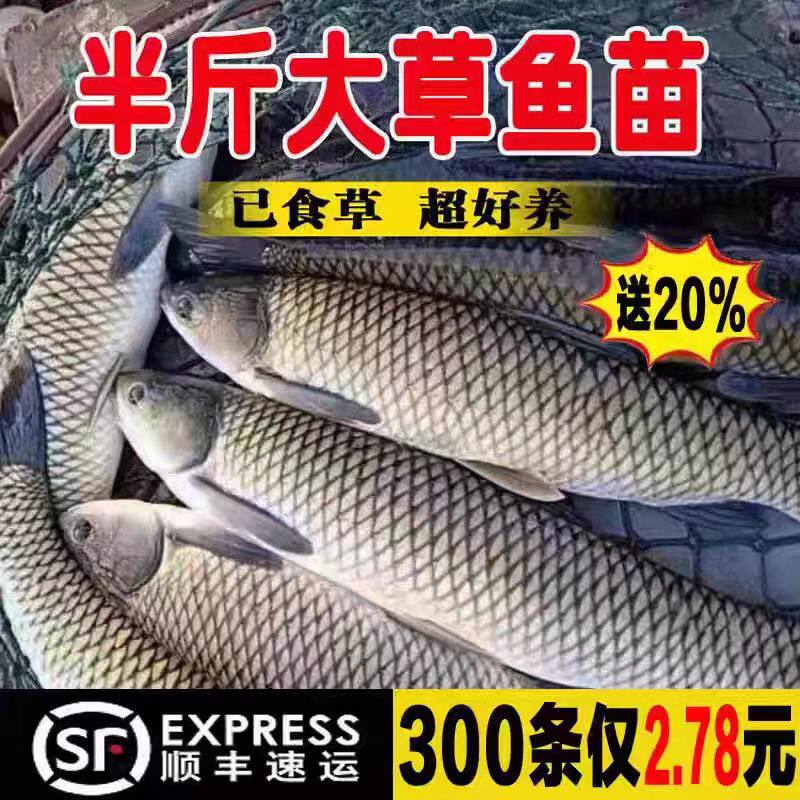 重庆发货半斤大草鱼鱼苗批发包活图片