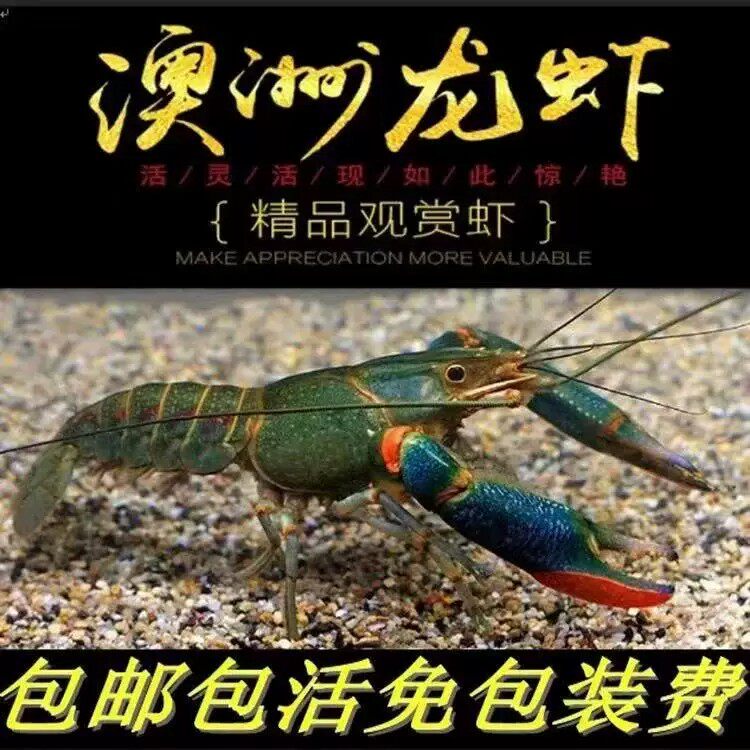 重庆澳洲小龙虾好养活存活率高