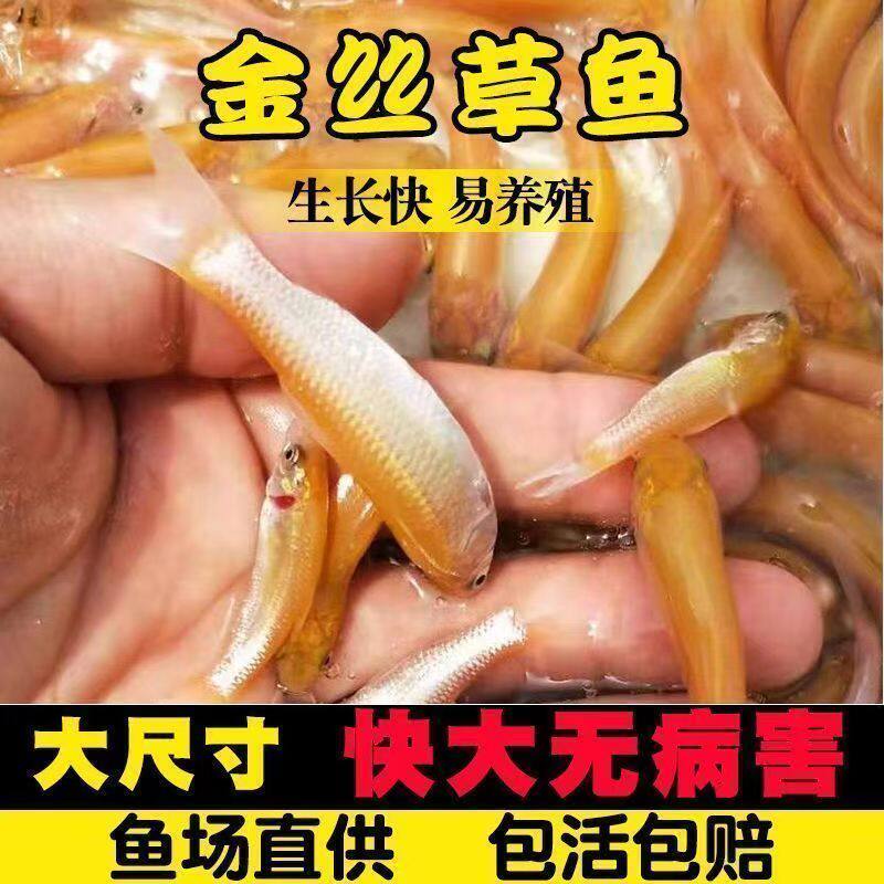 湖北金草鱼苗淡水养殖食用冷水金丝皖红黄金丝草鱼俄罗斯金草鱼苗