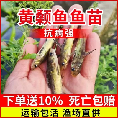 广东发货黄骨鱼苗批发顺丰泡沫箱