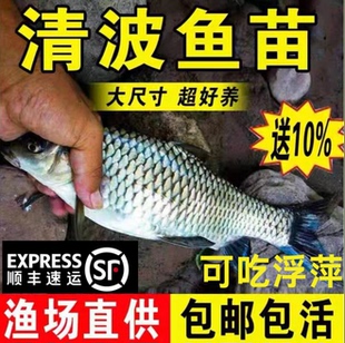 四川清波鱼苗淡水鱼苗养殖食用本地青板中华倒刺鲃乌鳞鱼特大小鱼