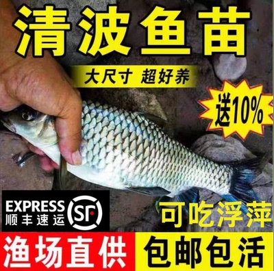 四川清波鱼苗淡水鱼苗养殖食用本地青板中华倒刺鲃乌鳞鱼特大小鱼