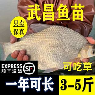 广东武昌鱼苗淡水鱼苗大鲳小鲳鱼苗鳊鱼苗三角鲂鱼三角沙边鲂鱼苗