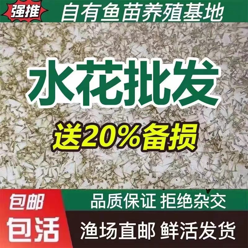 湖北鳜鱼水花鱼苗鲫鱼草包活送防