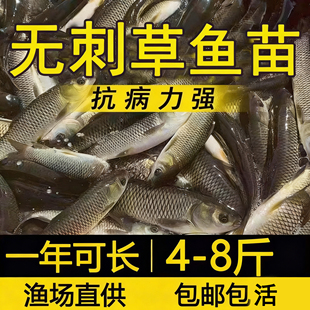 四川无刺草鱼鱼苗淡水养殖食用半斤特大无刺草鱼苗批发无刺草鱼苗
