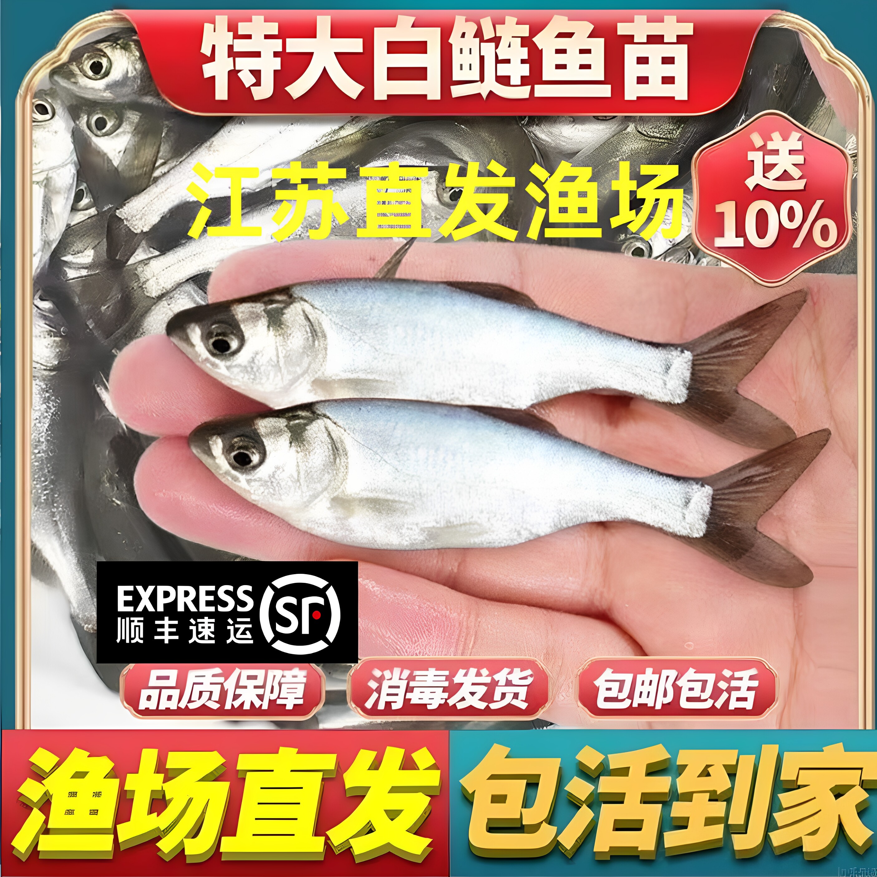 江苏白鲢鱼苗大头鱼胖头鱼淡水鱼苗花鲢鱼苗鳙耐冷连苗食用养殖特