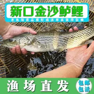 四川发货正宗金沙鲈鲤鱼苗批发