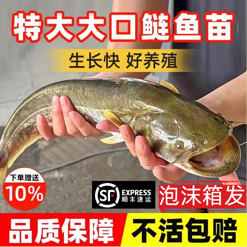 江苏半斤大大口鲶鱼苗批发顺丰