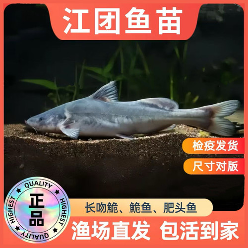 湖北江团鱼苗长吻危鱼苗肥沱鱼危蝗鱼危鱼非大体型肉食性淡水附近
