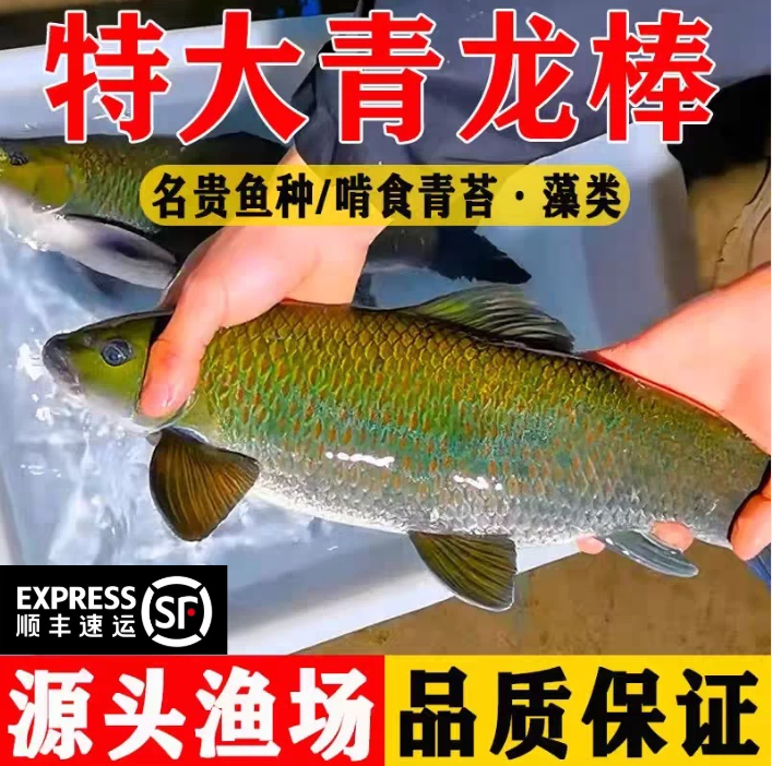 广东青龙棒鱼苗川华鲮油棒子鱼沉香鱼淡水鱼溪流鱼可观赏鱼可食用