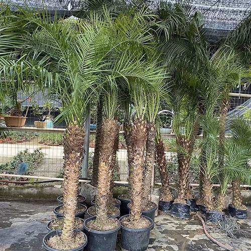 针葵树大型绿植室内庭院客厅植物刺葵棕榈好养北欧网红落地大盆景