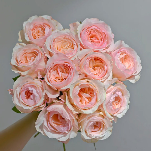 《宏博》玫瑰鲜花云南基地直发室内水养新鲜插花婚礼手捧结婚