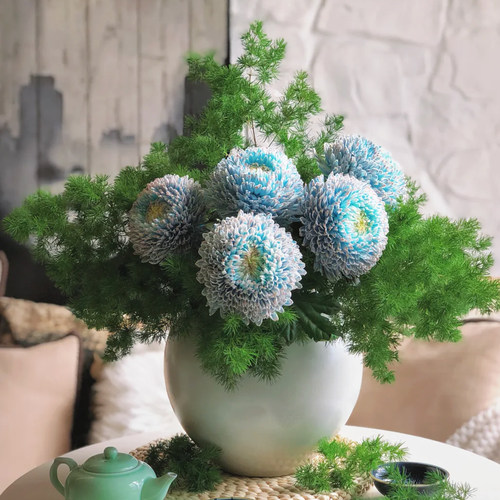 雍容华贵牡丹菊花期长达一个月
