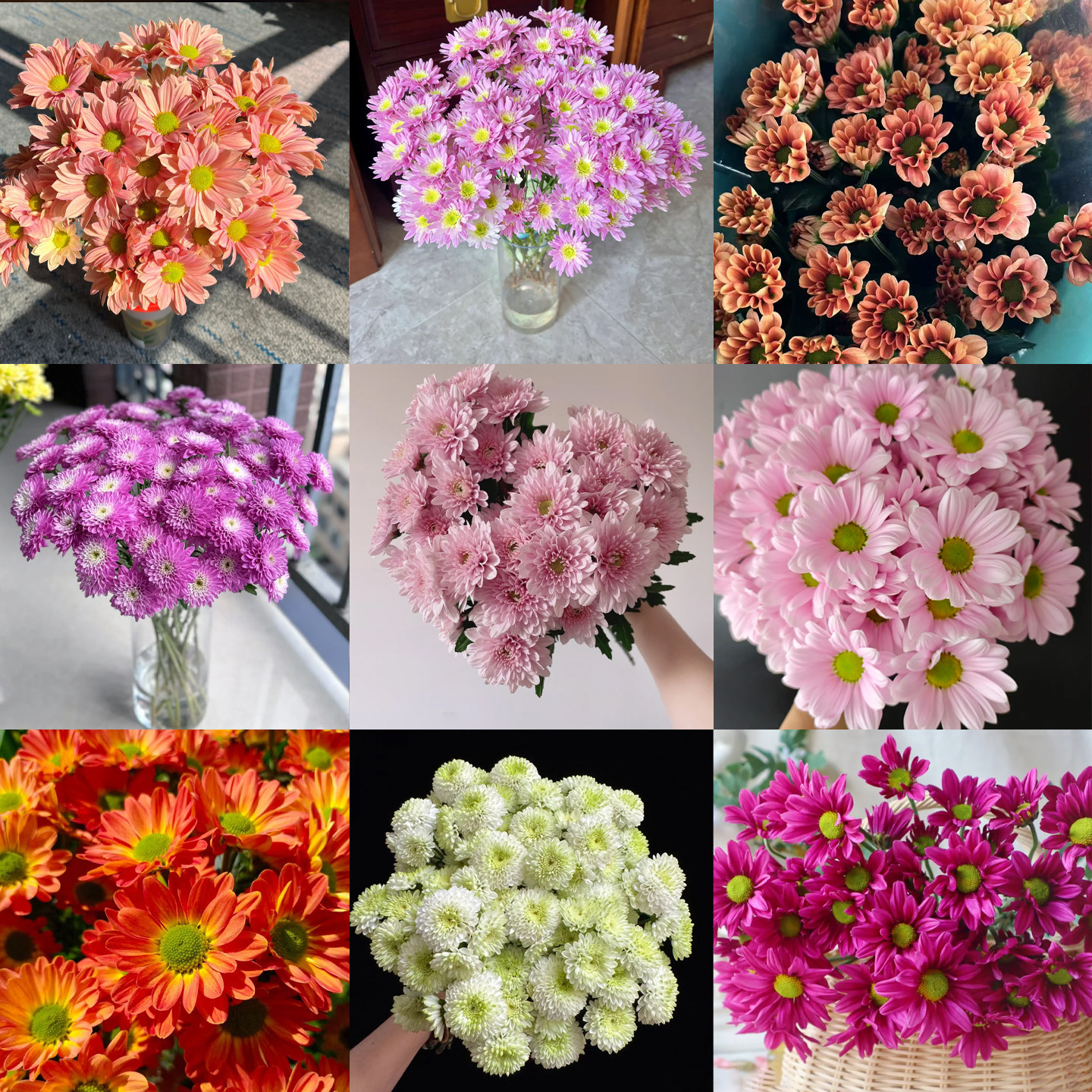 《花努力》小菊雏菊鲜花云南基地直发新鲜水养婚礼手捧结婚布置
