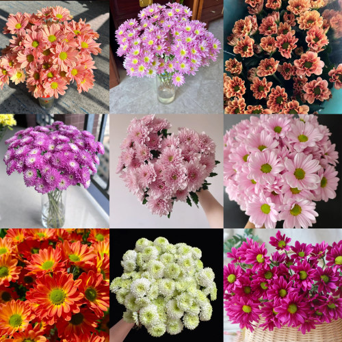 小菊雏菊鲜切花云南基地直发室内