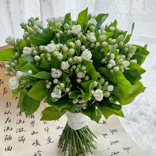 云南直发茉莉鲜切花顺丰包邮