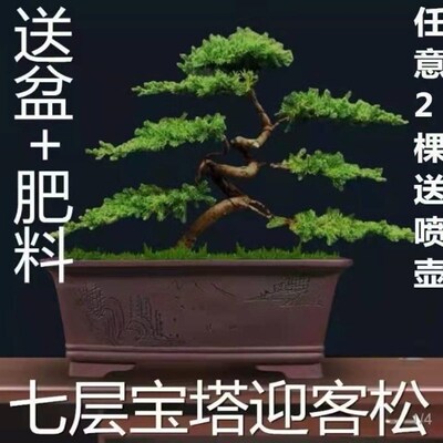 迎客松真树盆景室n内外松柏地柏造型盆景办公室庭院景观植物