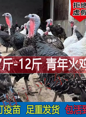 7斤青年鸡大种青铜火鸡活体花色10斤散养巨型白色尼古拉火鸡12斤