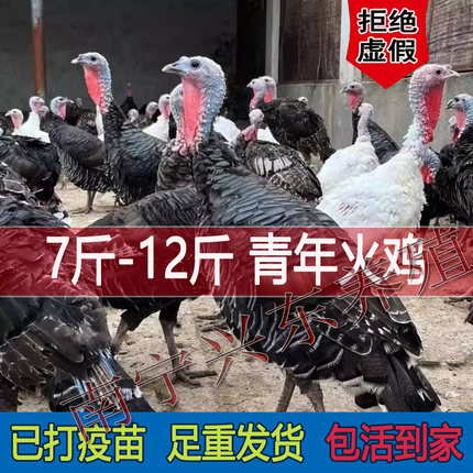 7斤青年鸡大种青铜火鸡活体花色10斤散养巨型白色尼古拉火鸡12斤