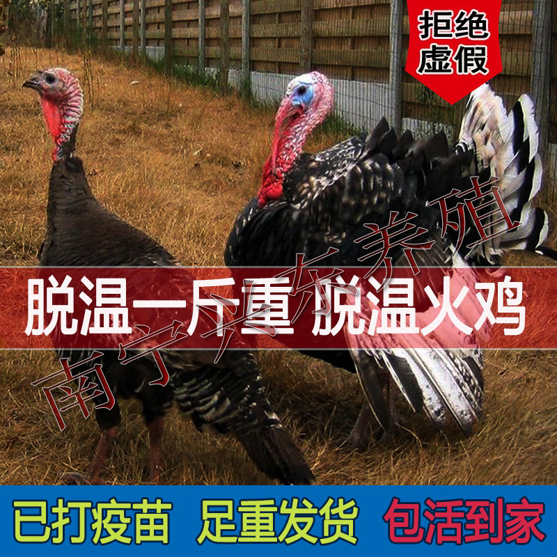 足一斤重青年鸡大种青铜火鸡活体花色散养宠物白色尼古拉火鸡正宗