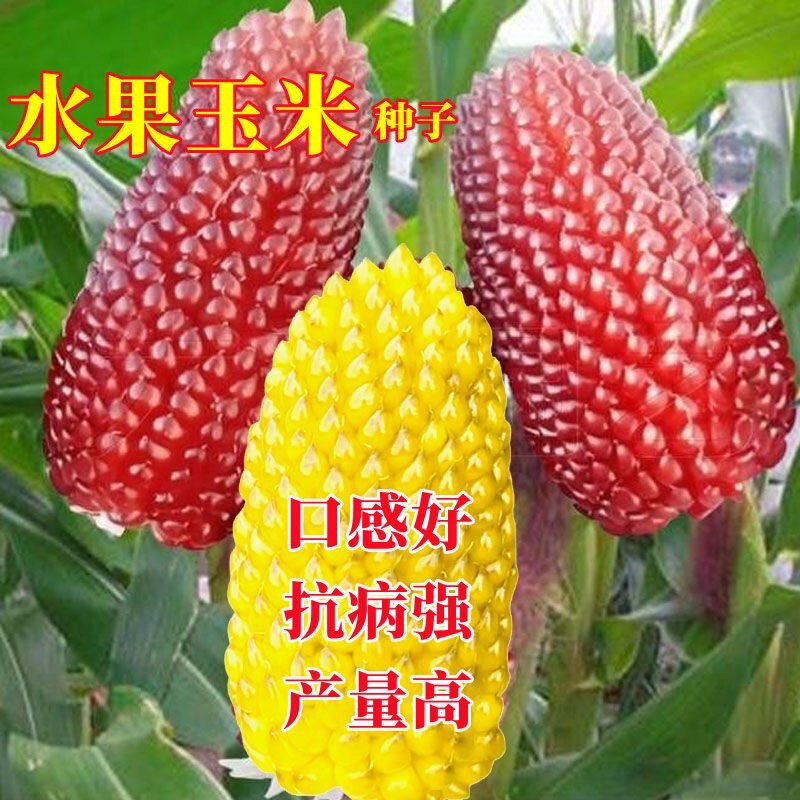 草莓玉米种子水果菠萝玉米种子小家庭园艺种子