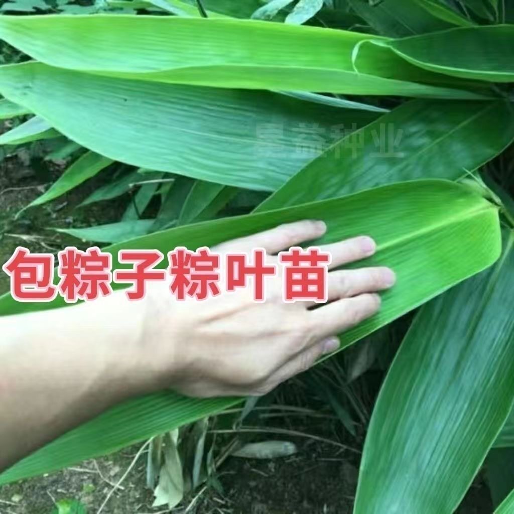 现挖正宗广东粽叶苗竹叶苗大片粽叶苗箬叶苗四季植物包粽真香