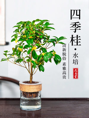 水培四季桂花小盆栽植物树苗开花室内阳台好养浓香型山茶花卉月桂