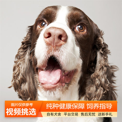 纯种史宾格幼犬双血统幼崽