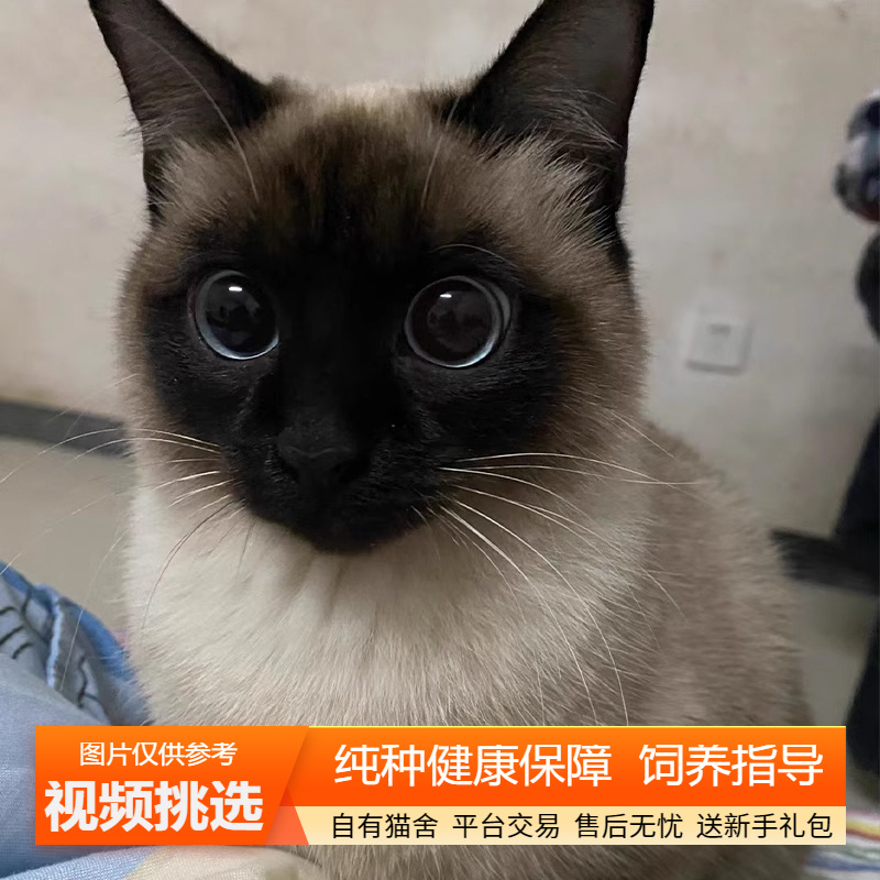 纯种泰国暹罗猫幼猫宠物猫幼崽