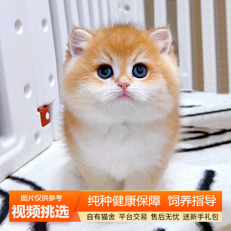英短金渐层幼猫纯种双血统英国短毛猫小猫咪宠物猫咪活体幼崽