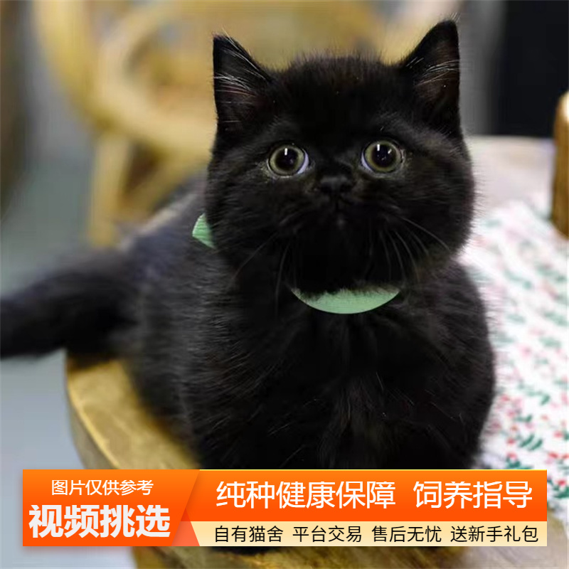 双血统纯种孟买猫幼猫黑猫小猫咪宠物猫咪活体幼崽