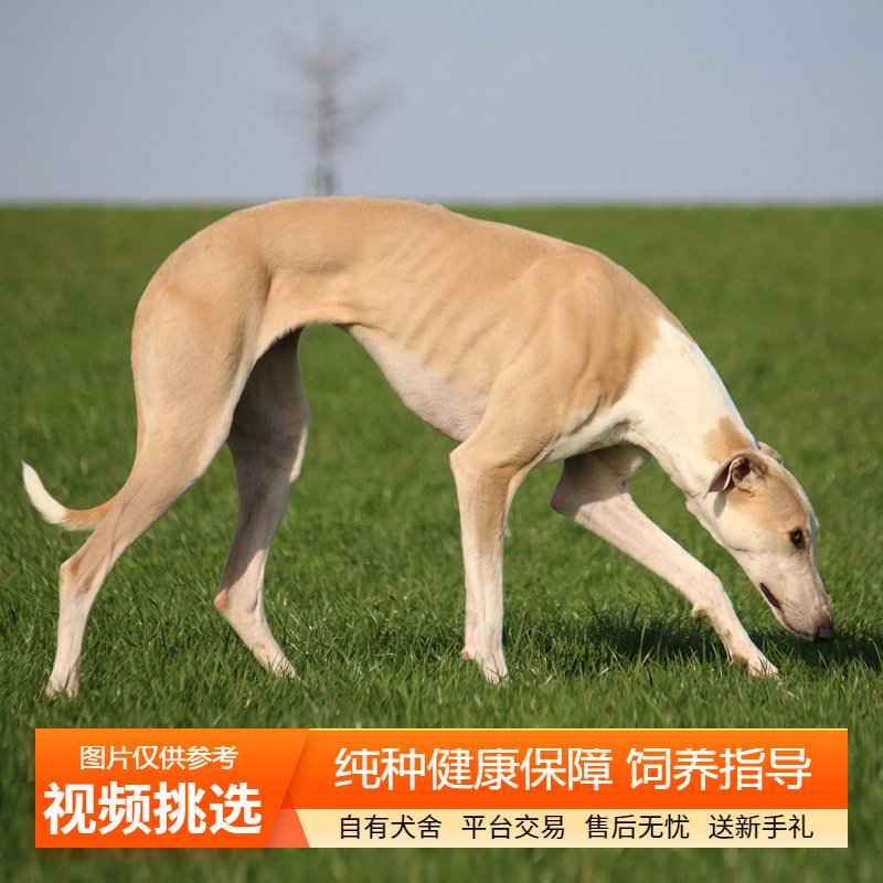 纯种灵缇犬幼犬双血统格力犬细犬狩猎犬宠物狗狗活体小狗活物幼崽