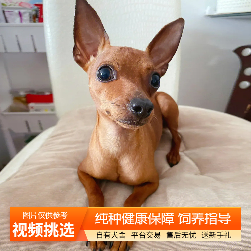 纯种双血统小鹿犬幼犬宠物狗狗