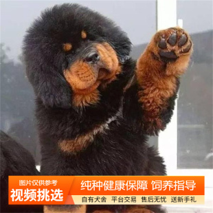 双血统纯种藏獒幼犬宠物狗狗活体小狗活物幼崽狮王铁包金雪獒犬