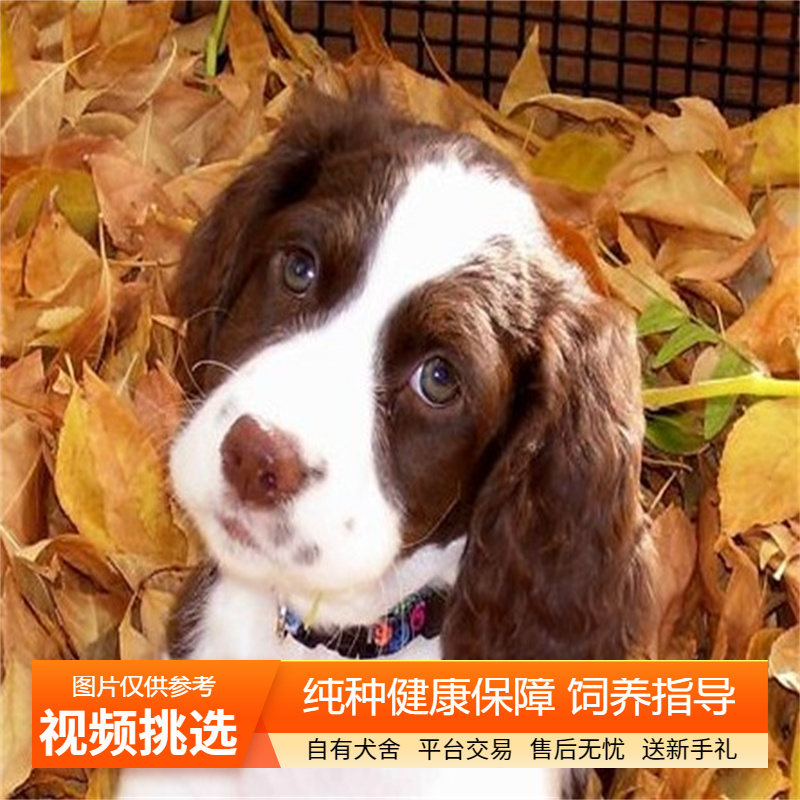 纯种双血统史宾格幼犬宠物狗幼崽