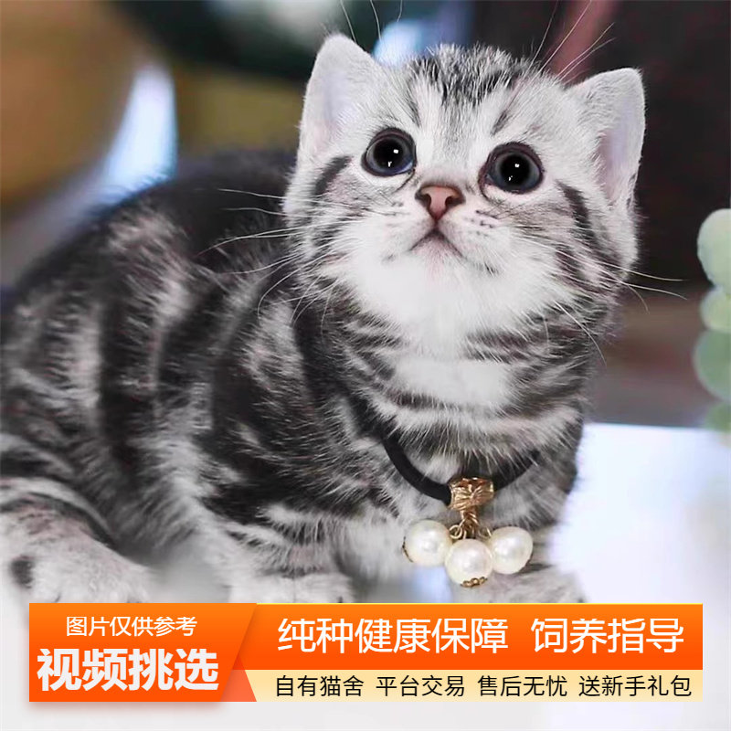 纯种双血统美短虎斑猫幼猫美国短毛猫小猫咪宠物猫咪活体幼崽