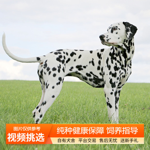 纯种双血统斑点犬幼犬大麦町犬宠物狗狗活体小狗活物幼崽中型犬