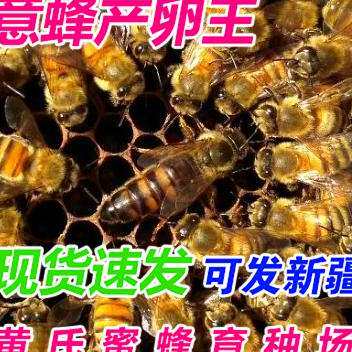 意蜂蜂王 蜜型高产蜂王 蜜蜂新产卵王 开产王 意蜂蜜王 包邮包活