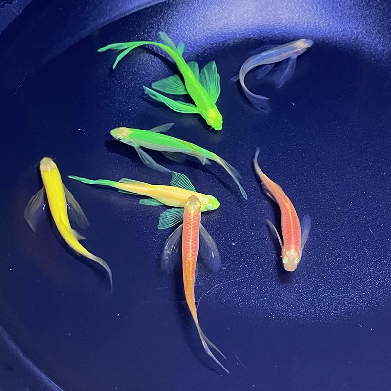 小型热带观赏灯科鱼长鳍大帆蝶翼长尾斑马鱼淡水耐养群游观背鱼