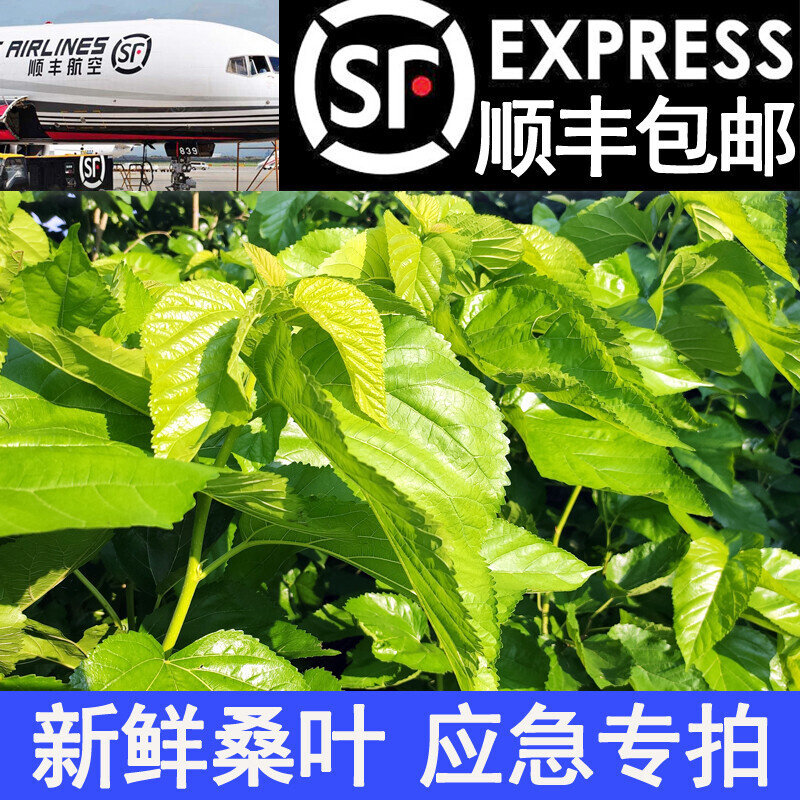 顺丰包邮新鲜桑叶蚕宝宝食物活体学生养蚕套装蚕卵天然鲜嫩叶喂蚕