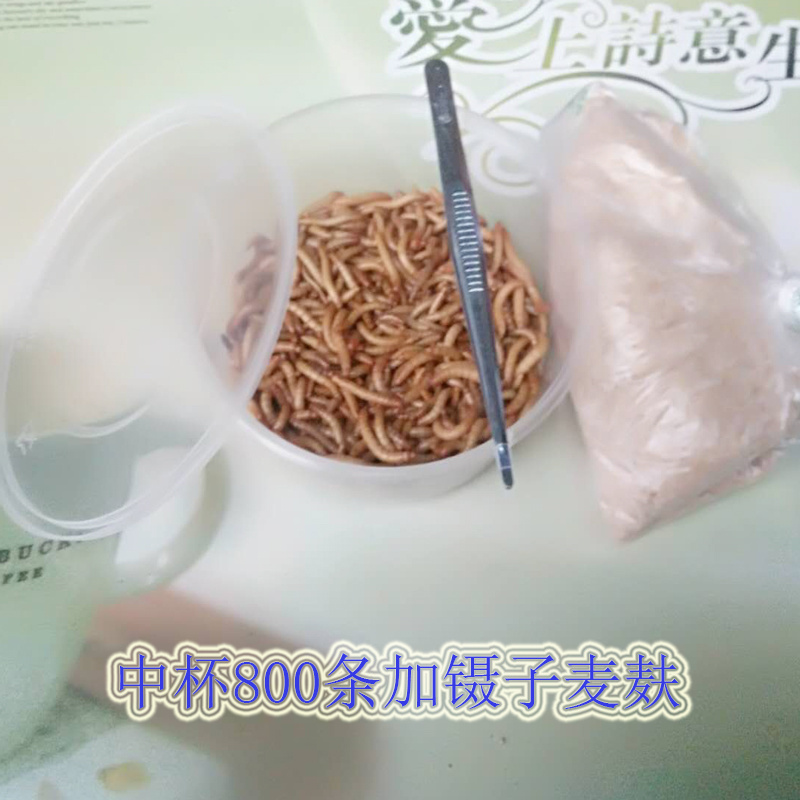 盒装面包虫活体黄粉虫活虫鸟食鱼饲料画眉鸟饲料鲜活大麦虫包邮